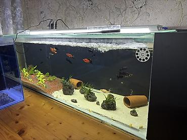 akvarium qızdırıcı: Balıqlarla birlikdə, 250 l — 2