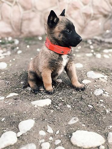 Продажа собак: Бельгийская овчарка, 2 месяца, Самка, С прививкой — 3