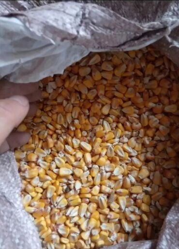 пшеница на корм: Продаю рушенную кукурузу в мешках сухой. Сорт кукурузы: Сингента. Есть