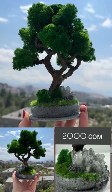 Декоративные цветы: Бонсай ручной работы из натурального стабилизированного мха от 1500 — 20