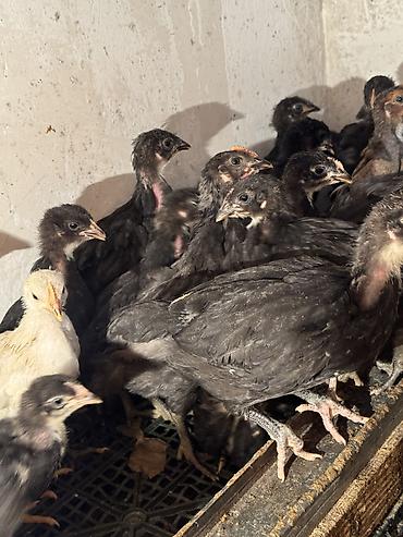 Птицы: Продаю цыплят — 11