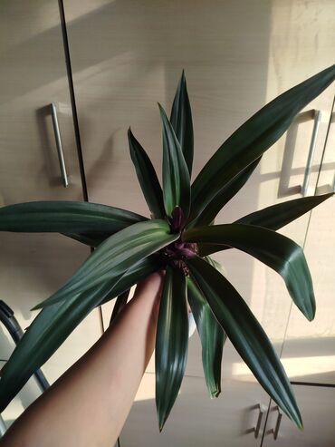 Другие комнатные растения: Другие комнатные растения — 3