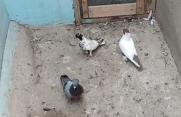 Голуби: 2 erkey 1 maya qiymət birinə aitdir ünvan Biləcəri — 1