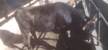 продам бу оборудование для птицефабрики: Сатам | Уй (ургаачы) | Алатоолук | Союуга