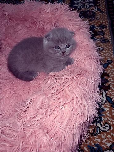 переплетная машина купить: Продается котенок чистокровный, шотландский вислоухие 1,5 месяц — 3