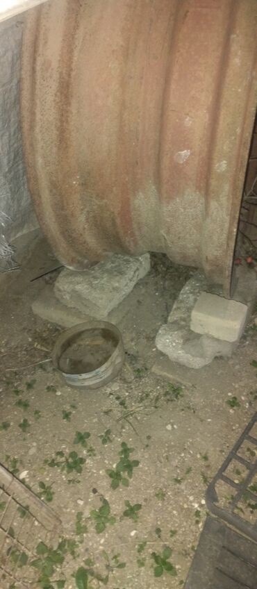 Traktorlar: Traktor BELARUS 1990 il, motor 6.5 l — 10