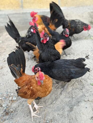 кошка без шерсти: 🐣Продаю декоративные карликовые породы кур и петухов! Отличные