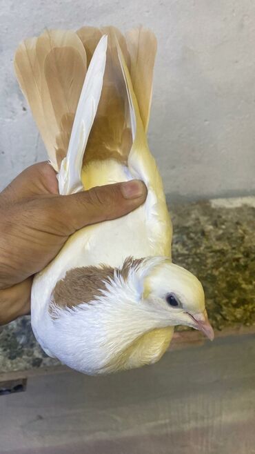 купить хамелеона в баку: Sağlam dest sarı boynugullu maya bala veren lalafo.az -da купить хамелеона в баку: Sağlam dest sarı boynugullu maya bala veren