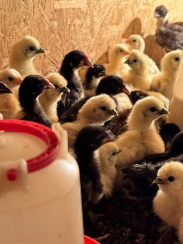 шотландская короткошерстная кошка: 🐣Продаю декоративные карликовые породы кур и петухов! Отличные