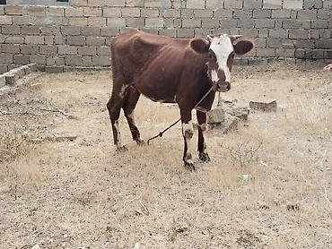 bala pisiklər: Salam tam saglam ana balali inekdir balasi erkekdi isdeyen elaqe — 2