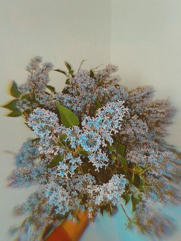 требуется администратор в кафе: Срочно ищу работу❗️ Администратор,Хостес, модель в магазин Мне 21