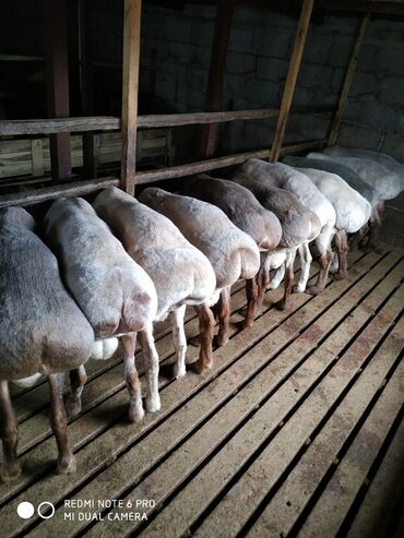 гиссарские овцы: Продаю | Баран (самец) | Гиссарская | На забой, Для разведения | Осеменитель
