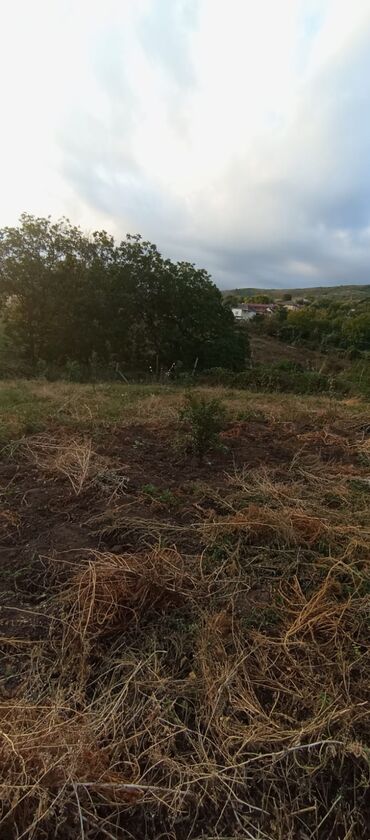 badamdar torpaq: 25 sot, Kupça (Çıxarış)