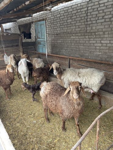 Бараны, овцы: Продаю | Овца (самка) | Арашан