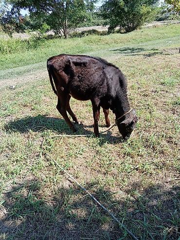 ordək balası və cucə: Dişi və ərkəy danalar satılır cüt.
Ünvan Xaçmaz — 4