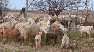 qurbanlıq qoyun: Самка, лет: 2, 60 кг, Платная доставка