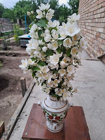 Смородина: Смородина — 8