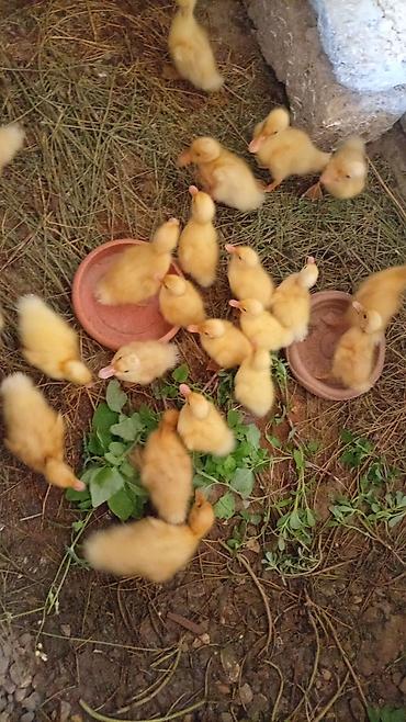 lal ördey: Məhsul: Səsli ağ ördək 🦆 (sarı tüklü, 15 günlük) Qiymət: 2.50 azn — 1