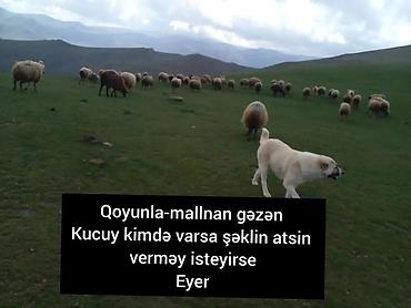 sican dərmani satisi: Yardımlı Lerik zonasında qoyun və malla gəzən it varsa ya kucuy xəbər — 1