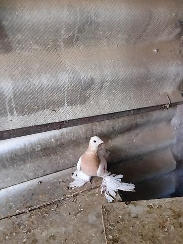 Птицы: Продаю молодых голубей 1 шт стоит пятьсот сом окончательно родители — 11