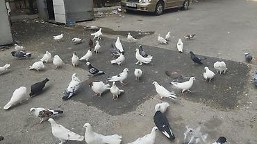 gence quşlar: Müxtəlif rəng və görnüşlərdə göyərçinlər. Şəkildə ağ, qara, boz — 2