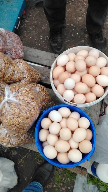 Digər quşlar: Kənt yumurtası kənt colpsı və kəsilib təmizləmiş öry satışı var kimə — 3