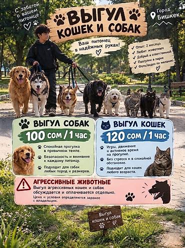зайчик ош: Выгул кошек и собак Город: Бишкек Ваш питомец в надежных руках. Что — 1