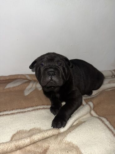 сколько стоит питбуль собака: Щенки шарпея, окрас черный, темно-шоколадный,три девочки,один мальчик