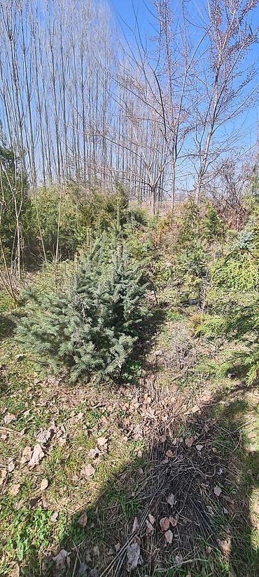 Декоративные деревья: Саженцы деревьев: Сосны — 10