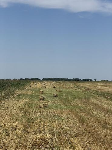 ячмень семенник: Солома в тюках - Культура: зерновая солома (после уборки поля) - — 1