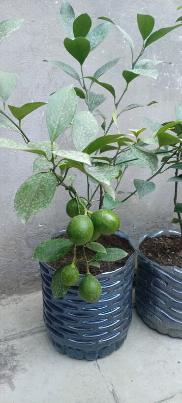 Digər bitkilər: Sitrus ağacı – Limon - Bitki: limon/laym tipli sitrus (saksıda