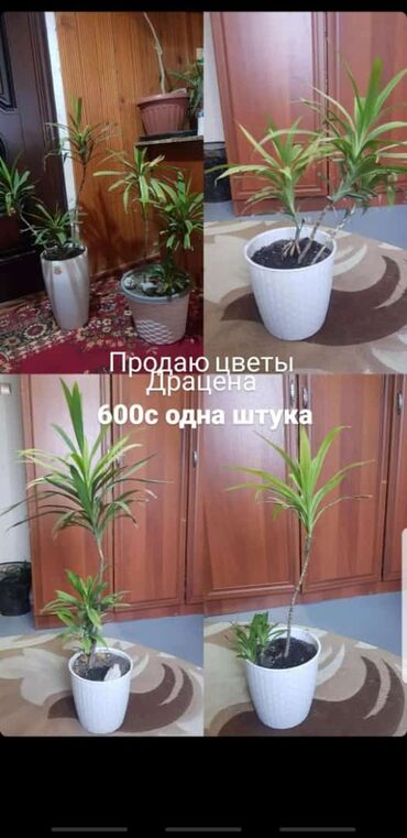 Комнатные растения: В продаже Драцена. отвечаю на вацап