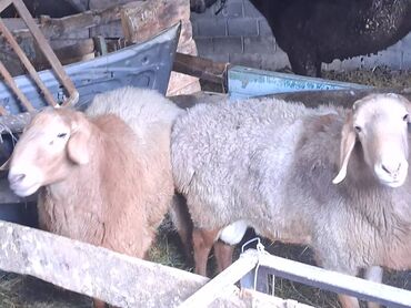 Бараны, овцы: Продаю | Баран (самец) | Арашан | На забой | Матка — 11