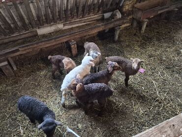 Qoyunlar, qoçlar: 15 balalı qoyun satlırr iri quzularla qiymət razılaşma yolu iləə — 6