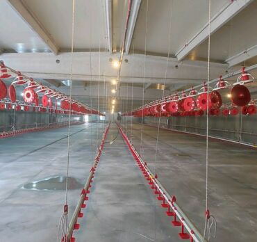 Qidalandırıcılar: Azim Tav Şirkəti sifarişlə quşçuluq fermalarında avto Yem xətləri, Su — 11