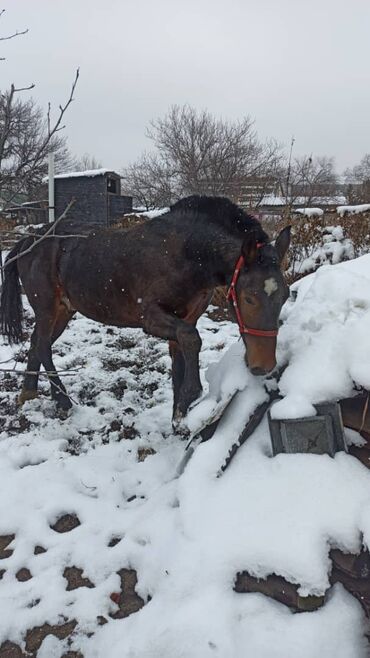 Лошади, кони: Продаю | Жеребенок | Рабочий, Конный спорт — 10