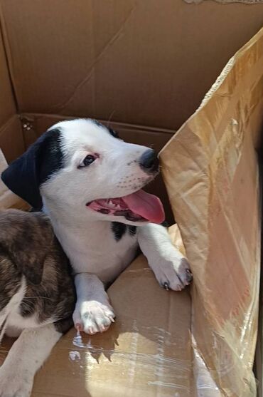 qoyun itləri: Pitbul, 2 ay, Erkek