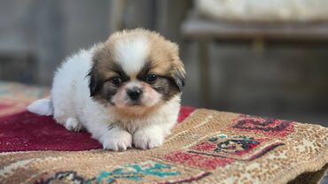 İtlər: Pekines, 2 ay, Erkek — 8
