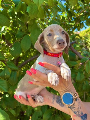 Psi: Odgajivacnica pasa "Happy Puppies" ima u ponudi patuljaste jazavicare — 2