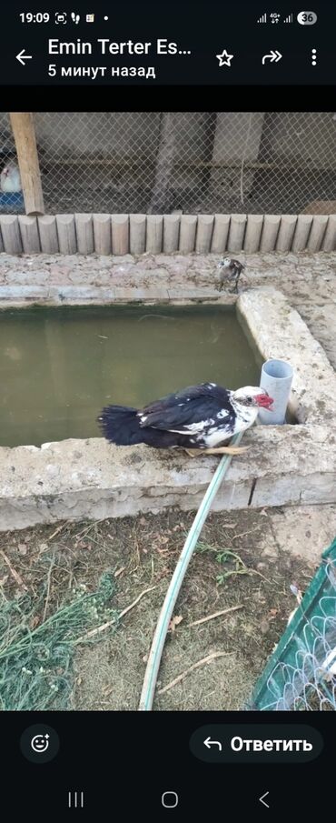 Quşlar: Ordek 35 azn
