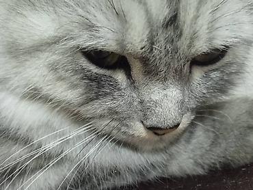 жд: Кошка даром: Беспородная, 2 года, Девочка, Приучена к лотку — 3