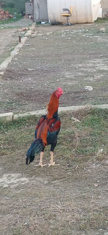 Xoruzlar: Xoruz, Heyratı, il: <1, Ödənişli çatdırılma — 22