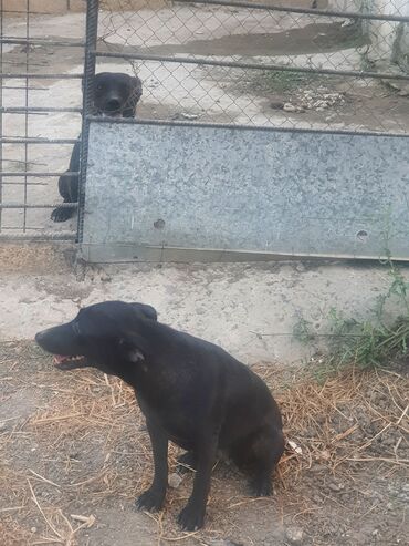 Gəmiricilər: Doberman, 1 il, Dişi, Peyvəndli, Ünvandan götürmə, Ödənişli çatdırılma