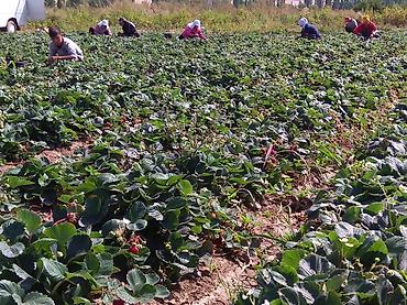 Другие специальности: Жумушчулар керек ; жумуш дыйканчылык,Клубника,малина — 10