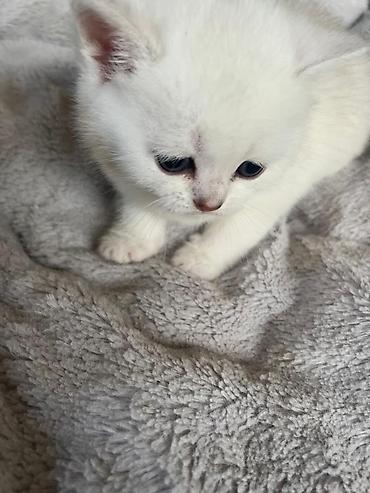 Pişiklər: Yaxşı əllərə — 8