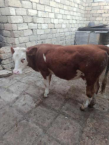 Dana, buzov: Dana, buzov, Dişi, Simental, ay: 9, Damazlıq — 1