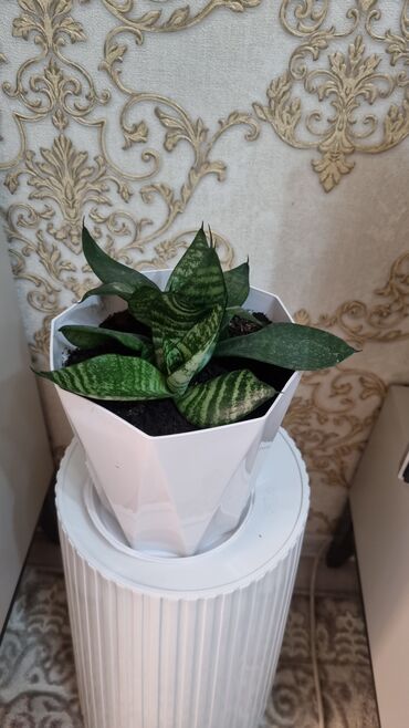 замиакулькас зензи: Сансевиерия хавортиевидная (Sansevieria hahnii), также известна как