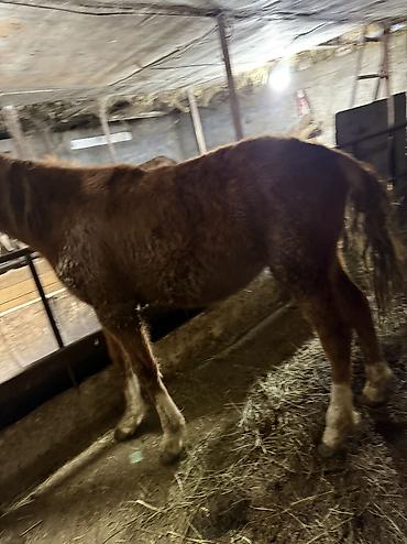 Лошади, кони: Продаю | Жеребенок | На забой — 6