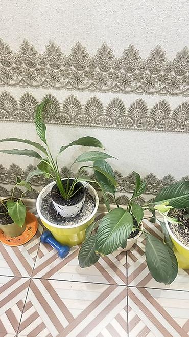 затенение: Спатифиллум (Spathiphyllum) в горшках - Кустовые растения с крупными — 2