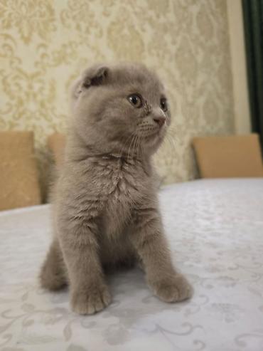 Pişiklər: Britan — 14